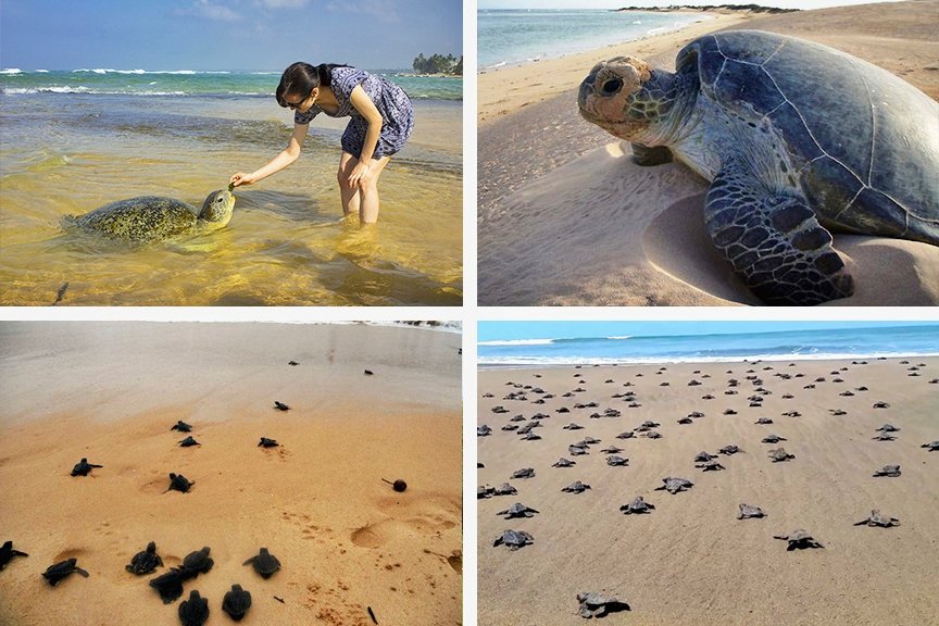 Best and amazing tour guide providers in Sri Lanka!