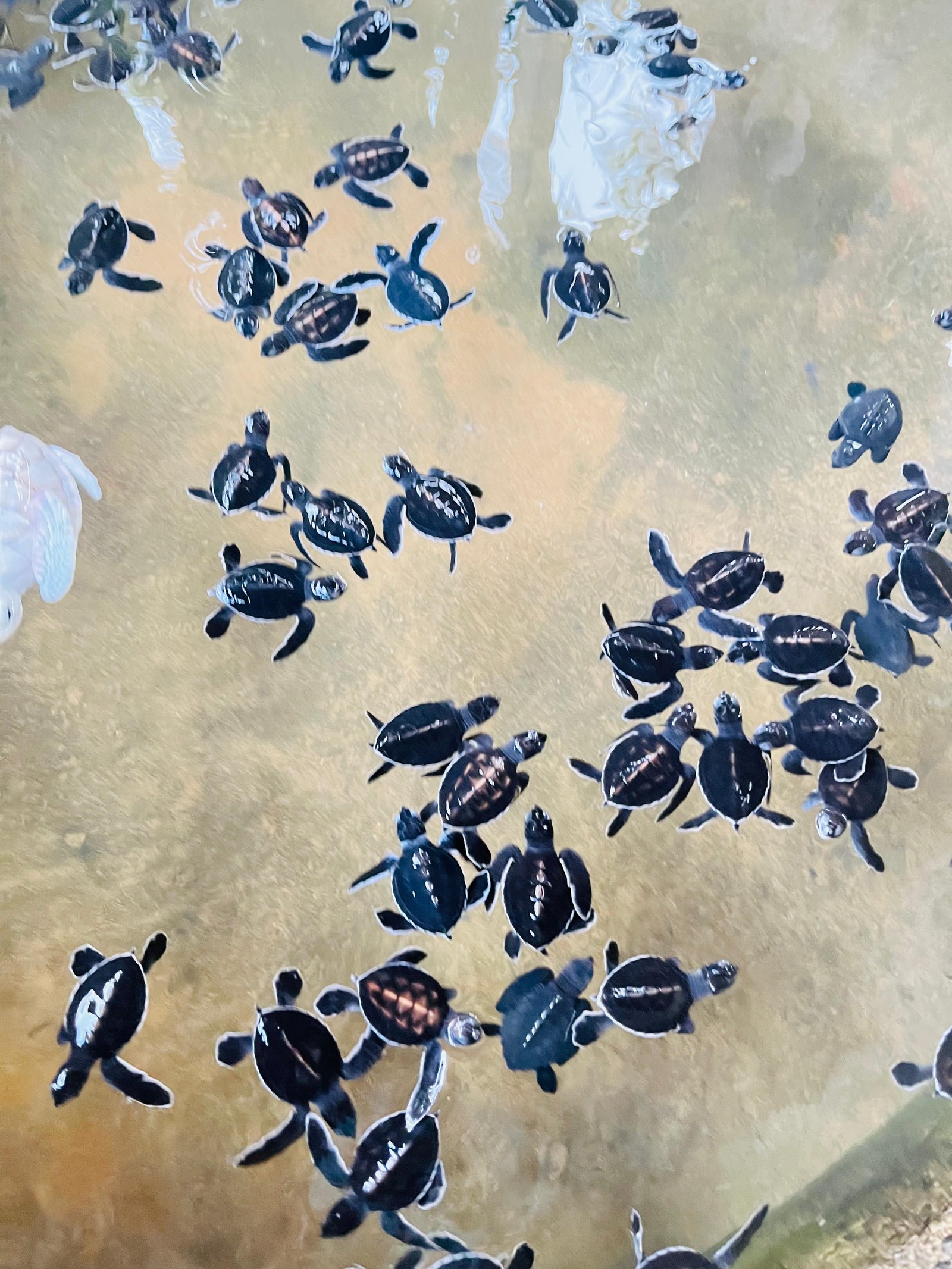 Best and amazing tour guide providers in Sri Lanka!