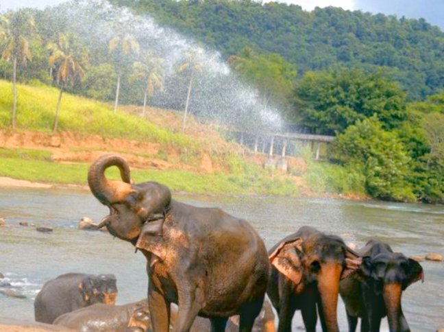 Best and amazing tour guide providers in Sri Lanka!